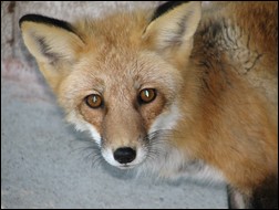 Fox