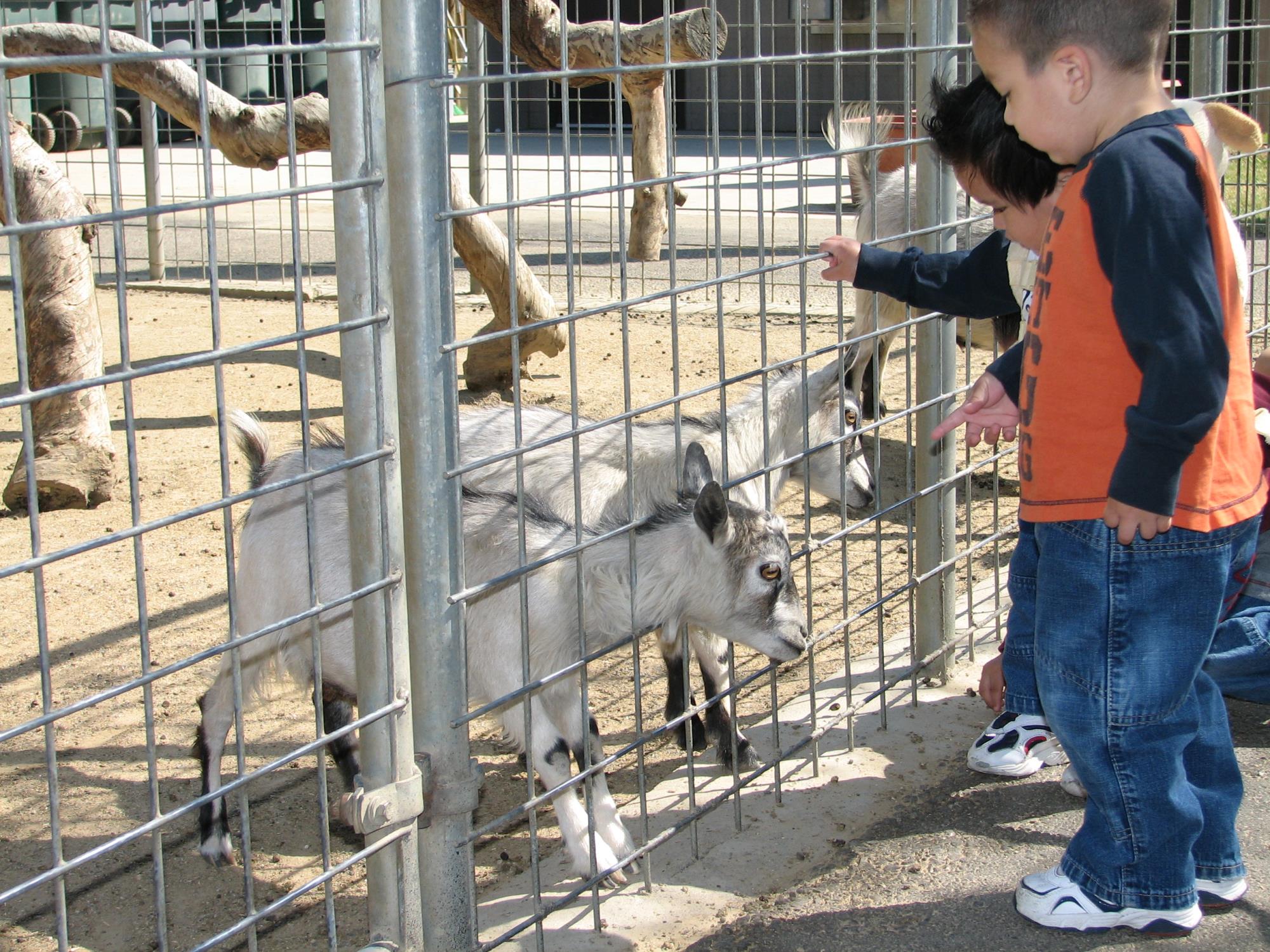 Kids with goats