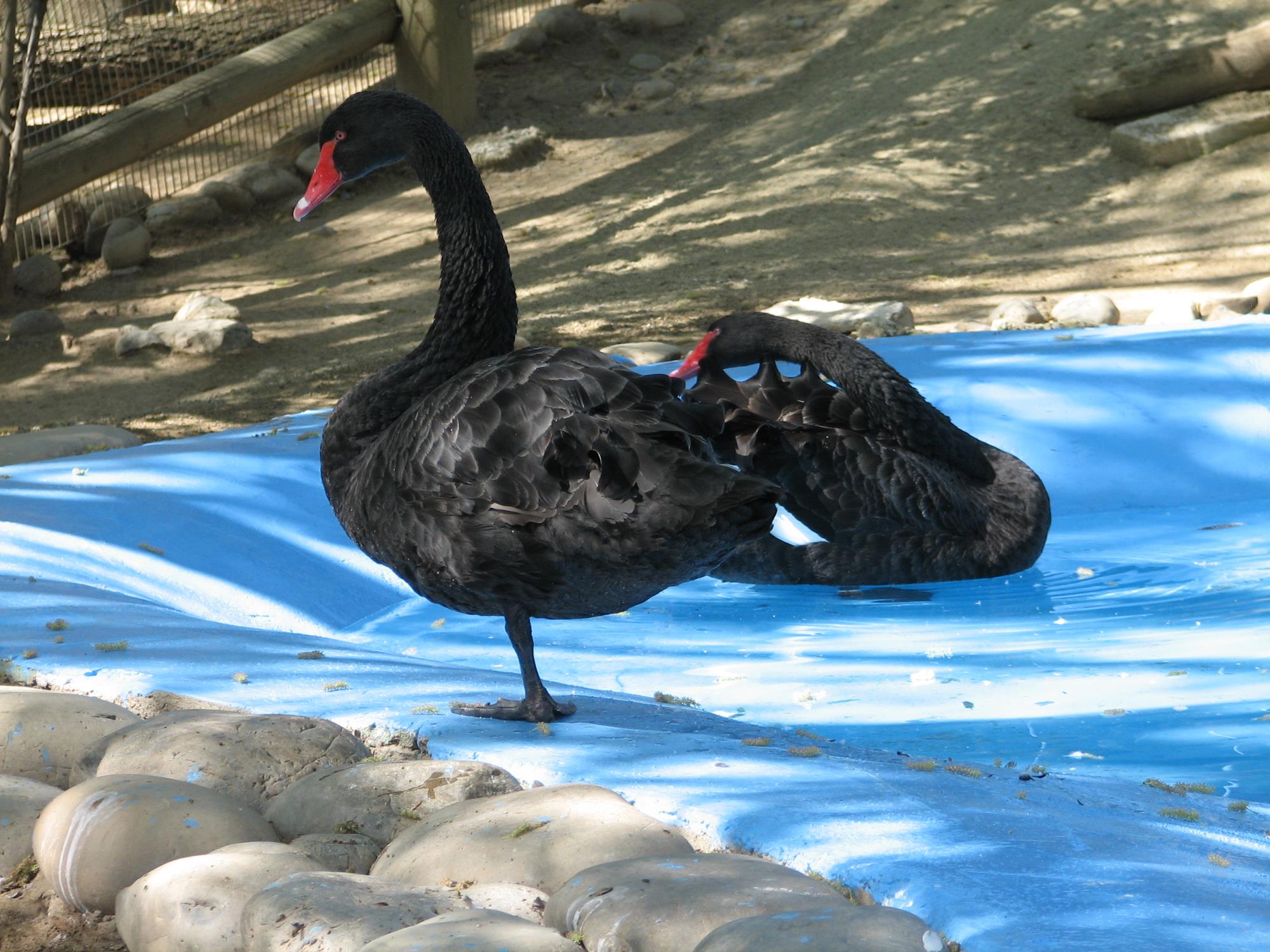 Black Swans