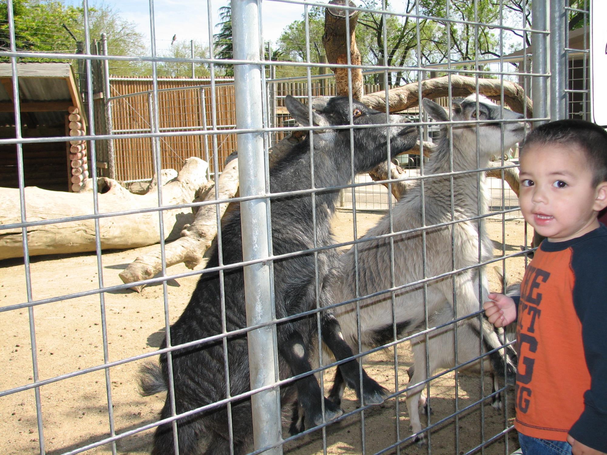 Child with goats