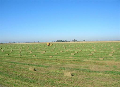 Hay bales in a field