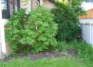 Weeds and overgrown shrubs in a yard